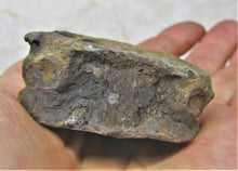 Load image into Gallery viewer, Large Jurassic ichthyosaur vertebra from Lyme Regis