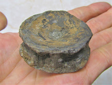 Load image into Gallery viewer, Large Jurassic ichthyosaur vertebra from Lyme Regis