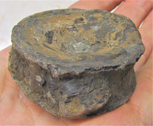 Load image into Gallery viewer, Large Jurassic ichthyosaur vertebra from Lyme Regis