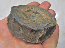 Load image into Gallery viewer, Large Jurassic ichthyosaur vertebra from Lyme Regis