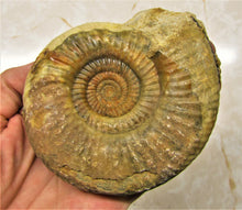 Load image into Gallery viewer, Perfect Leptosphinctes ammonite fossil (107 mm)