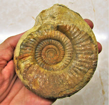 Load image into Gallery viewer, Perfect Leptosphinctes ammonite fossil (107 mm)