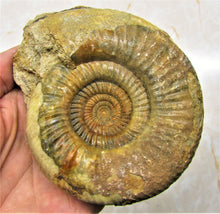 Load image into Gallery viewer, Perfect Leptosphinctes ammonite fossil (107 mm)