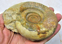 Load image into Gallery viewer, Perfect Leptosphinctes ammonite fossil (107 mm)