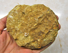 Load image into Gallery viewer, Perfect Leptosphinctes ammonite fossil (107 mm)