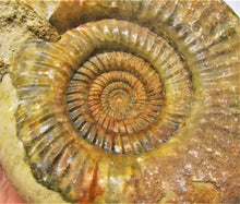Load image into Gallery viewer, Perfect Leptosphinctes ammonite fossil (107 mm)