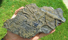 Load image into Gallery viewer, Rare big complete crinoid on driftwood fossil (200 mm)