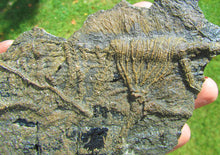 Load image into Gallery viewer, Rare big complete crinoid on driftwood fossil (200 mm)