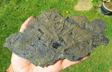 Load image into Gallery viewer, Rare big complete crinoid on driftwood fossil (200 mm)
