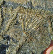 Load image into Gallery viewer, Rare big complete crinoid on driftwood fossil (200 mm)