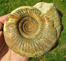 Load image into Gallery viewer, Perfect Leptosphinctes ammonite fossil (107 mm)