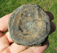 Load image into Gallery viewer, Large Jurassic ichthyosaur vertebra from Lyme Regis