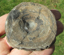 Load image into Gallery viewer, Large Jurassic ichthyosaur vertebra from Lyme Regis