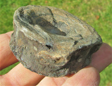 Load image into Gallery viewer, Large Jurassic ichthyosaur vertebra from Lyme Regis