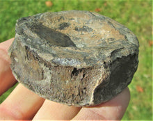 Load image into Gallery viewer, Large Jurassic ichthyosaur vertebra from Lyme Regis