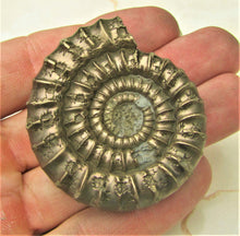 Load image into Gallery viewer, Large uncommon Orthechioceras ammonite (52 mm)