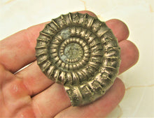 Load image into Gallery viewer, Large uncommon Orthechioceras ammonite (52 mm)