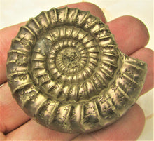 Load image into Gallery viewer, Large uncommon Orthechioceras ammonite (52 mm)