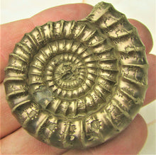 Load image into Gallery viewer, Large uncommon Orthechioceras ammonite (52 mm)