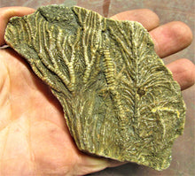 Load image into Gallery viewer, Large crinoid fossil (115 mm)