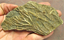 Load image into Gallery viewer, Large crinoid fossil (115 mm)