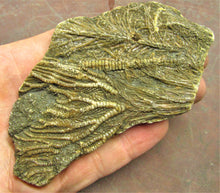 Load image into Gallery viewer, Large crinoid fossil (115 mm)