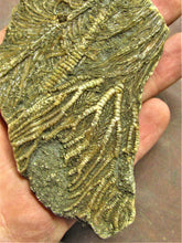 Load image into Gallery viewer, Large crinoid fossil (115 mm)