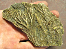 Load image into Gallery viewer, Large crinoid fossil (115 mm)