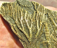 Load image into Gallery viewer, Large crinoid fossil (115 mm)