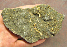 Load image into Gallery viewer, Large crinoid fossil (115 mm)