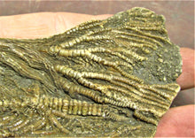 Load image into Gallery viewer, Large crinoid fossil (115 mm)