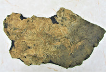 Load image into Gallery viewer, Huge crinoid colony fossil (380 mm)