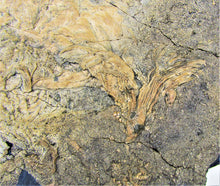 Load image into Gallery viewer, Huge crinoid colony fossil (380 mm)