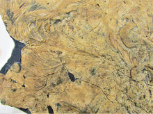Load image into Gallery viewer, Huge crinoid colony fossil (380 mm)