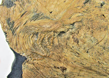 Load image into Gallery viewer, Huge crinoid colony fossil (380 mm)