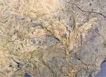 Load image into Gallery viewer, Huge crinoid colony fossil (380 mm)