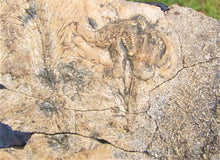 Load image into Gallery viewer, Huge crinoid colony fossil (380 mm)