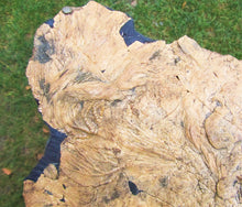 Load image into Gallery viewer, Huge crinoid colony fossil (380 mm)