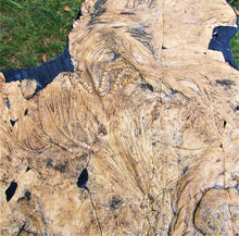 Load image into Gallery viewer, Huge crinoid colony fossil (380 mm)