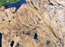 Load image into Gallery viewer, Huge crinoid colony fossil (380 mm)