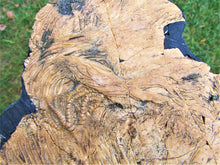 Load image into Gallery viewer, Huge crinoid colony fossil (380 mm)