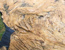 Load image into Gallery viewer, Huge crinoid colony fossil (380 mm)