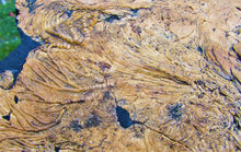 Load image into Gallery viewer, Huge crinoid colony fossil (380 mm)