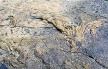 Load image into Gallery viewer, Huge crinoid colony fossil (380 mm)