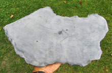 Load image into Gallery viewer, Huge crinoid colony fossil (380 mm)