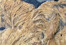 Load image into Gallery viewer, Huge crinoid colony fossil (380 mm)