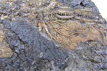 Load image into Gallery viewer, Huge uncommon crinoid (265 mm) colony <em>Pentacrinites</em>