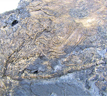 Load image into Gallery viewer, Huge uncommon crinoid (265 mm) colony <em>Pentacrinites</em>