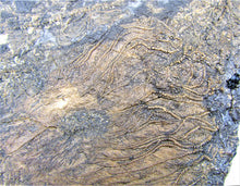 Load image into Gallery viewer, Huge uncommon crinoid (265 mm) colony <em>Pentacrinites</em>