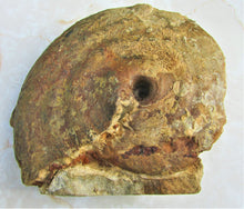 Load image into Gallery viewer, Uncommon large Strigoceras ammonite display fossil